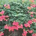 'le Bergeron'